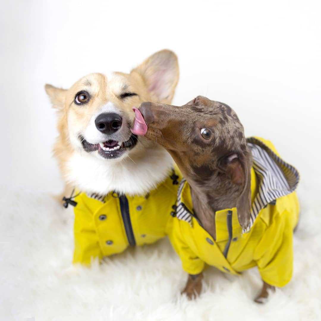 Aber Dog Raincoat - Yellow