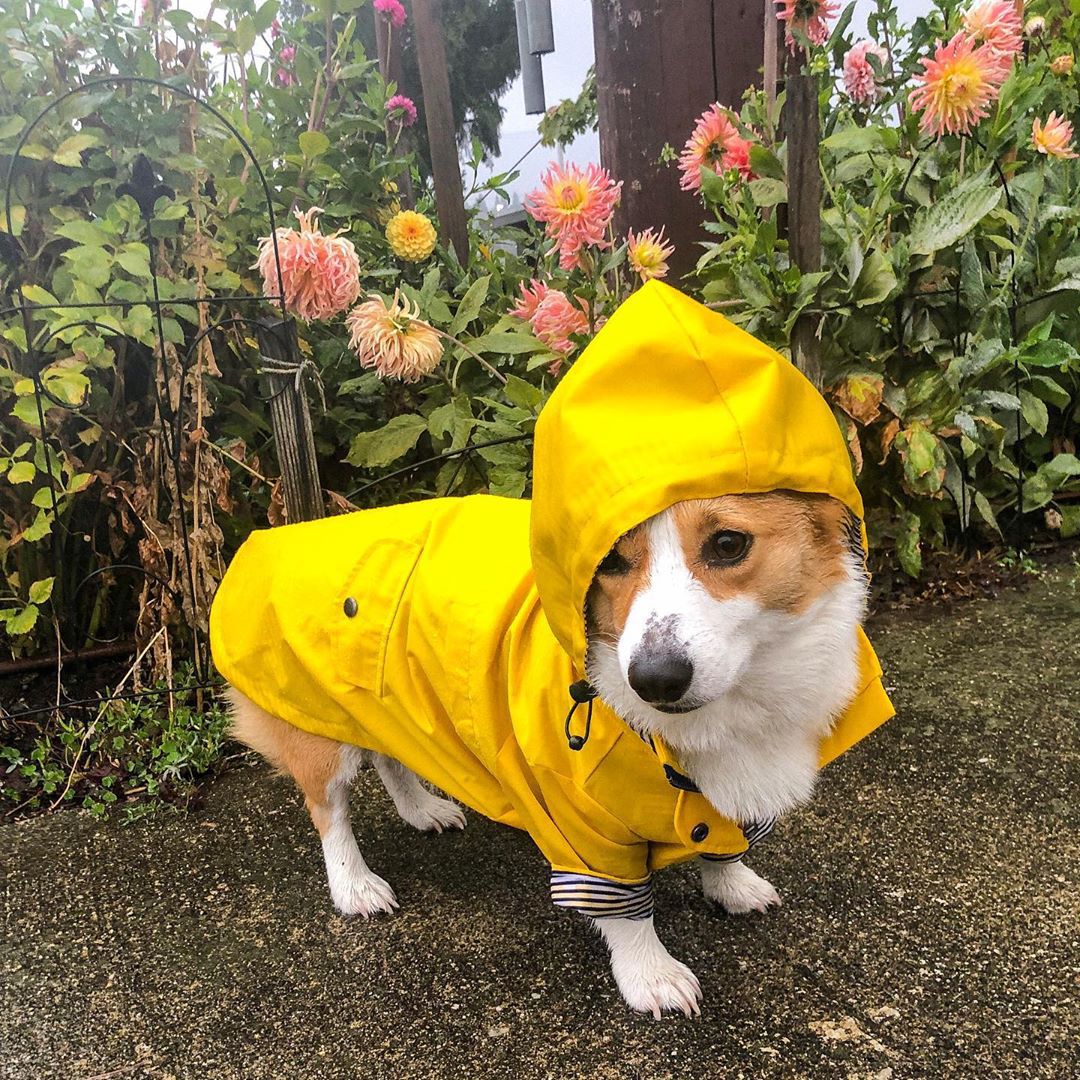 Aber Dog Raincoat - Yellow